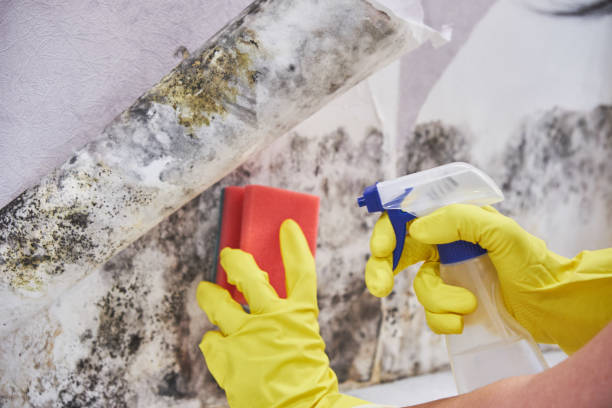 Asbestos and Lead Testing During Mold Inspection in Mahanoy City, PA